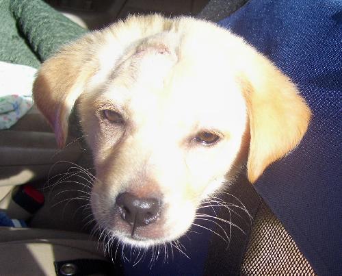 Liberty the Puppy