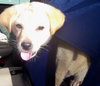 Liberty the Puppy