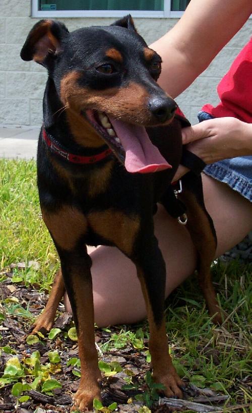 Houdini the MinPin