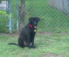 Violet the Lab Puppy
