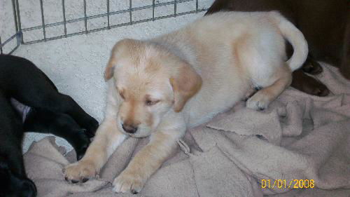 Schooner the Yellow Lab Puppy