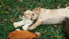Schooner the Yellow Lab Puppy