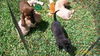 Drake the Yellow Lab Puppy
