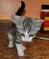 Dallas the Petite Tabby Kitten