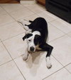 Harvey the Happy Boy