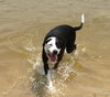 Harvey the Happy Boy