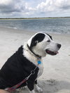 Harvey the Happy Boy