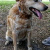 Max the Red Heeler