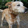 Max the Red Heeler