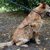 Max the Red Heeler