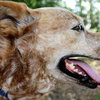Max the Red Heeler