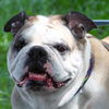 Maya the English Bulldog