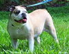 Maya the English Bulldog