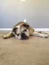 Maya the English Bulldog