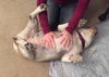 Maya the English Bulldog