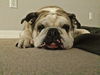 Maya the English Bulldog