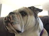 Maya the English Bulldog