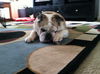 Maya the English Bulldog