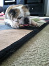 Maya the English Bulldog