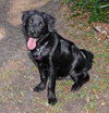 Kody