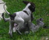 Dyson the Pointer