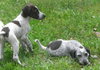 Dyson the Pointer