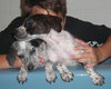 Dyson the Pointer