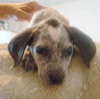 Dyson the Pointer