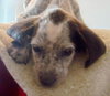 Dyson the Pointer
