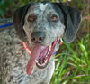 Dyson the Pointer