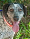 Dyson the Pointer