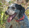 Dyson the Pointer