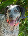 Dyson the Pointer