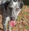 Dyson the Pointer