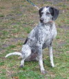 Dyson the Pointer