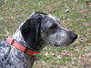 Dyson the Pointer