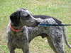 Dyson the Pointer