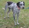 Dyson the Pointer