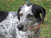 Dyson the Pointer