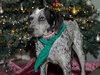 Dyson the Pointer