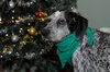 Dyson the Pointer