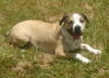 Brady the St. Bernard