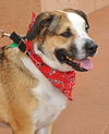 Brady the St. Bernard
