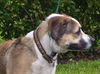 Brady the St. Bernard