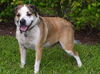 Brady the St. Bernard