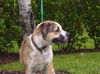 Brady the St. Bernard