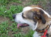 Brady the St. Bernard