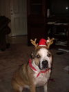 Brady the St. Bernard