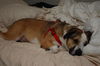 Brady the St. Bernard