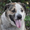 Brady the St. Bernard